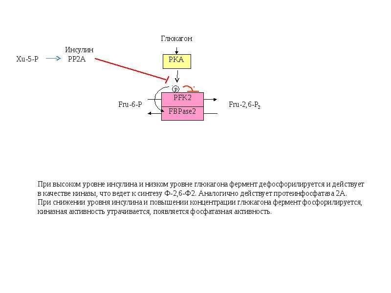 Регулятор обмена веществ. Фосфатазная активность это. Киназная активность это. Инсулин ниже 2. Глюкагон фосфорилирует или дефосфорилирует ферменты.