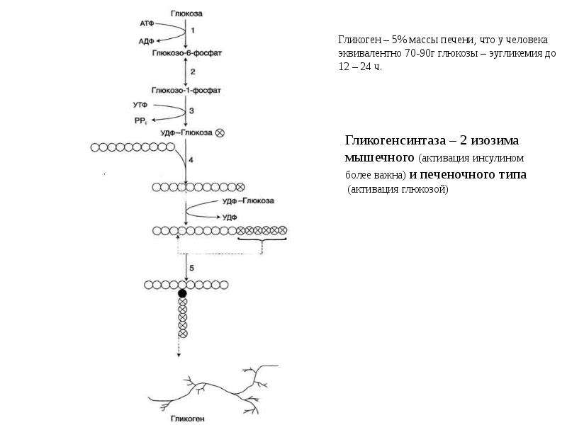 Роль ЦНС И эндокринных желез в регуляции углеводного обмена. Регуляция углеводного обмена инсулином точки приложения. Обмен углеводов лекция 2. Обмен углеводов лекция 2 презентация.