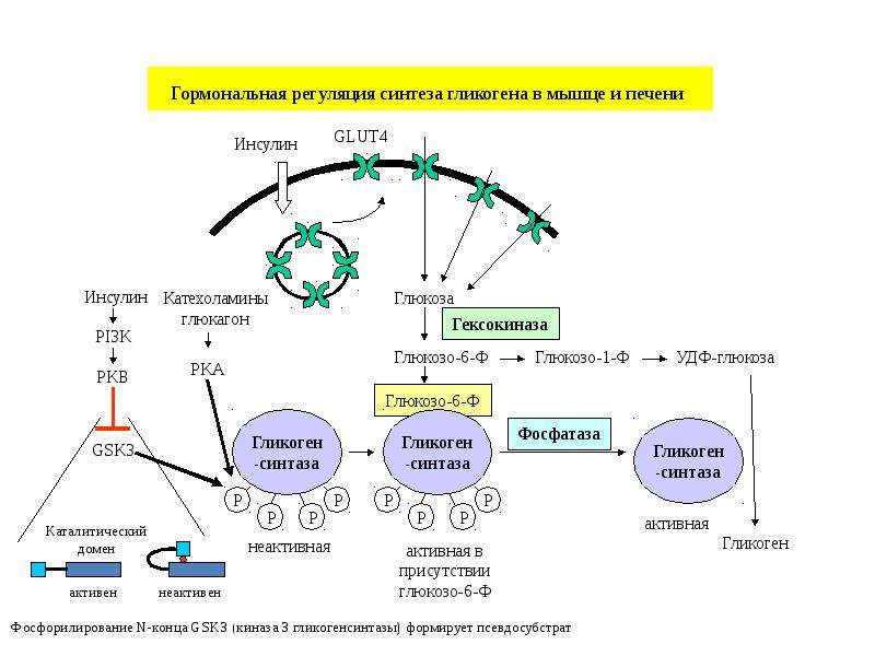 Синтез гормонов в печени. Схема регуляции обмена гликогена инсулином. Регуляция инсулином метаболизма углеводов. Механизм действия инсулина биохимия схема. Регуляция синтеза гликогена схема.