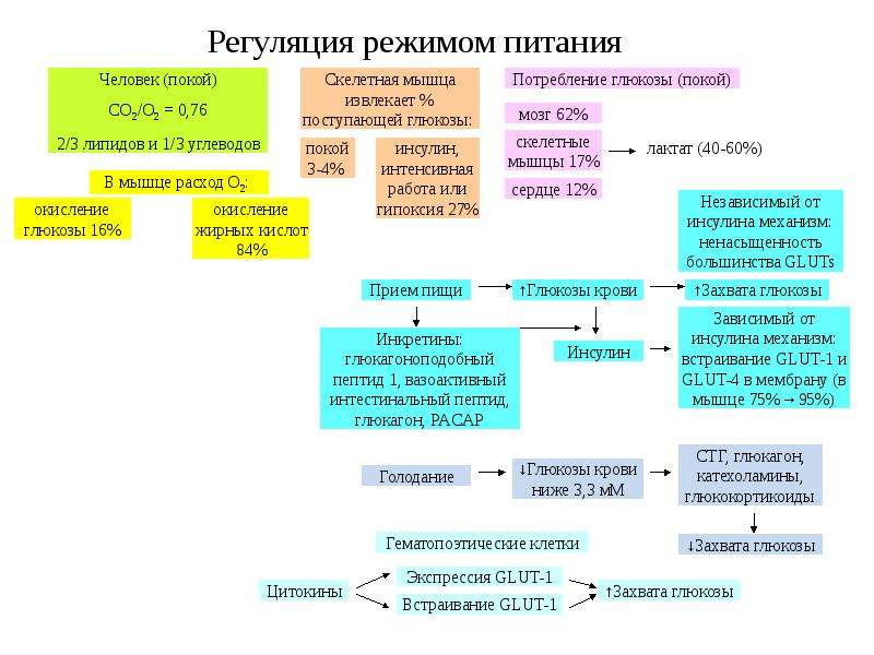 Регуляция обменов. Клеточные механизмы регуляции обмена углеводов. Автономная саморегуляция углеводного обмена в условиях покоя. Субстратная регуляция углеводного обмена. Регуляция питания.