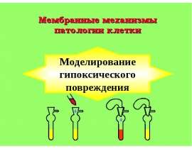 Мембранные механизмы патологии клетки. Моделирование гипоксического повреждения