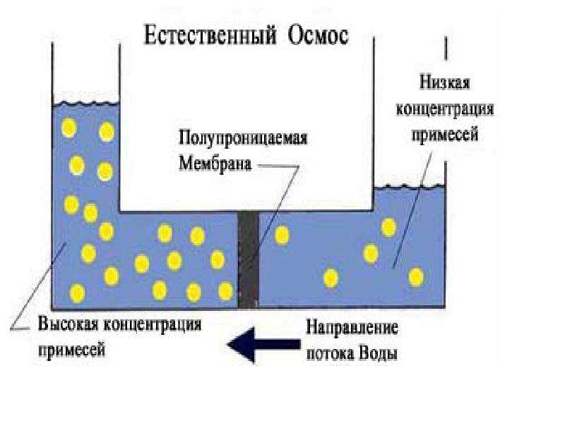 Презентация на тему осмос