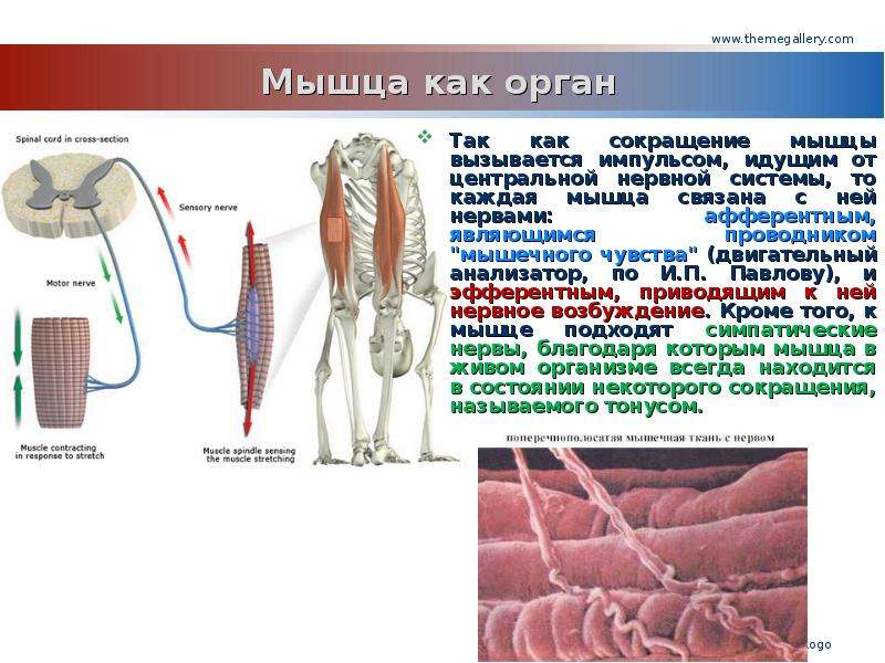 Мышечное чувство