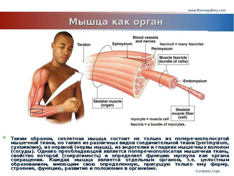 Скелетная мышца состоит из