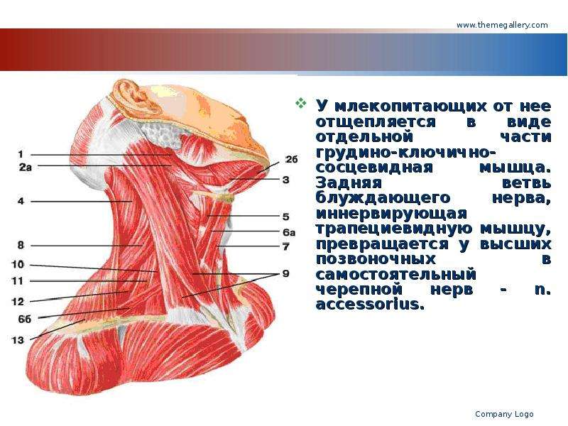 Грудина ключично сосцевидная. Футляр грудино-ключично-сосцевидной мышцы.