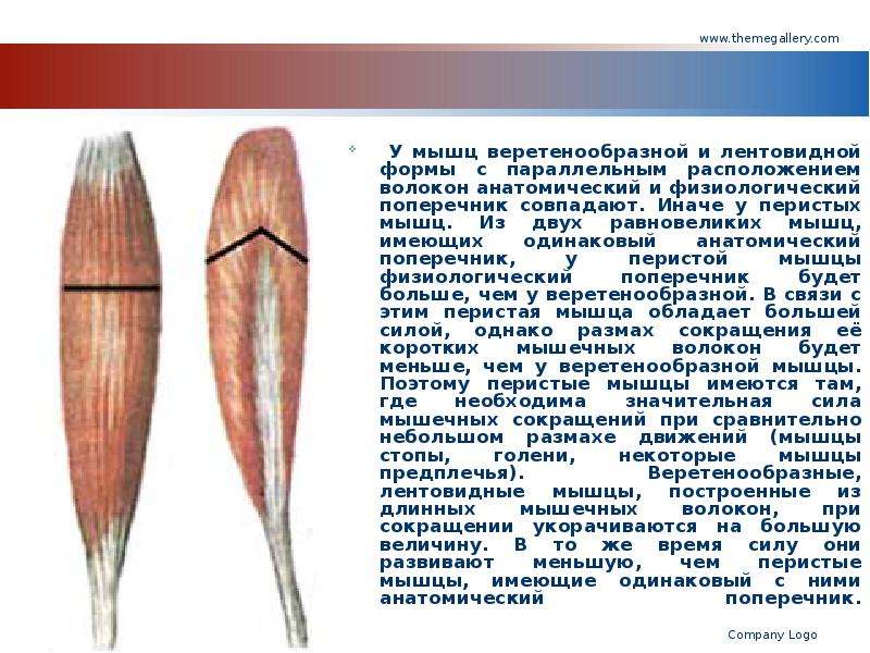 Первые органы