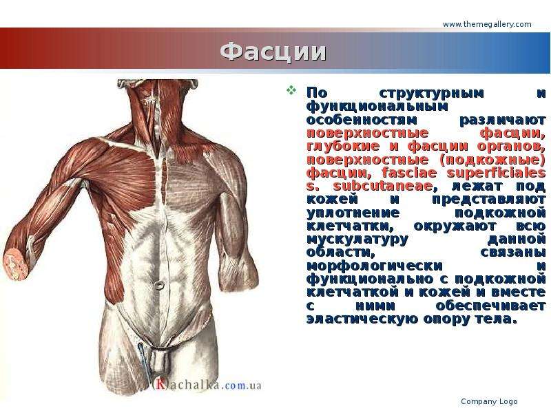 Фасция это. Поверхностная фасция. Фасции поверхностные и глубокие. Мышцы и фасции тела человека. Что такое фасции в анатомии мышц человека.