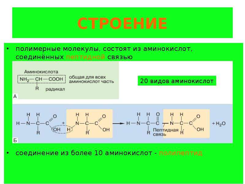 Жиры состоят из аминокислот. Полимерное строение белков. Белок структура полимер. Структура полимеров. Аминокислоты Соединенные пептидной связью.