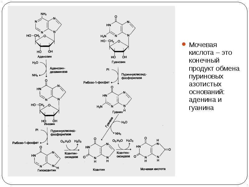Конечный продукт азотистого обмена является. Мочевая кислота конечный продукт обмена. Схема реутилизации пуриновых азотистых оснований. Аденин и азотистая кислота.