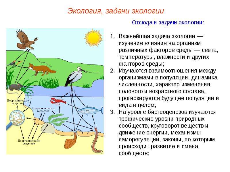 Экология животных презентация