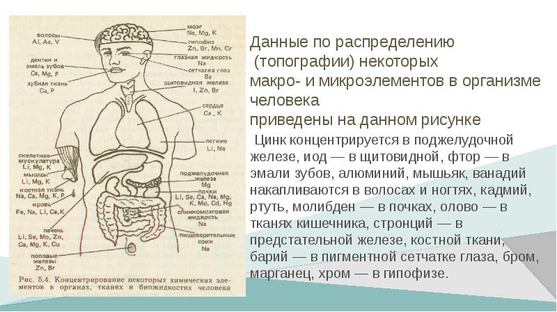 Роль химических элементов в жизни человека проект