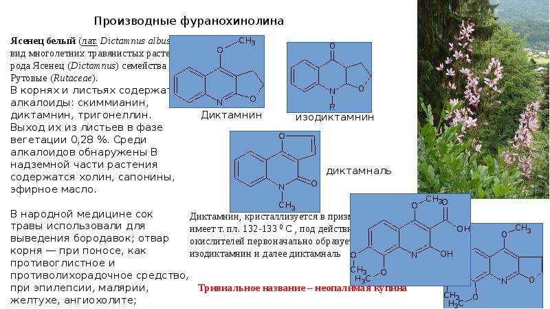 Алкалоид в чайных листьях. Алкалоиды группы хинолина. Алкалоиды хинолинового ряда. Алкалоиды производные хинолина. Алкалоиды презентация.