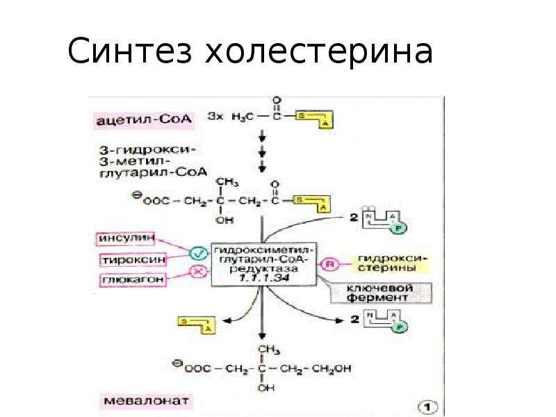 Синтез холестерина в печени. Схема синтеза холестерина в организме человека. Схема синтеза холестерола биохимия. Схема реакций синтеза холестерола. Ключевая реакция синтеза холестерола.