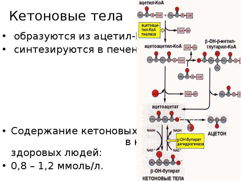 Схема обмена кетоновых тел