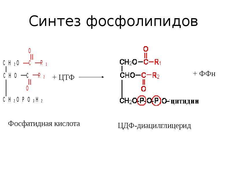 Схема синтеза глицерофосфолипидов