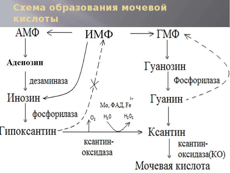 Обмен кислот