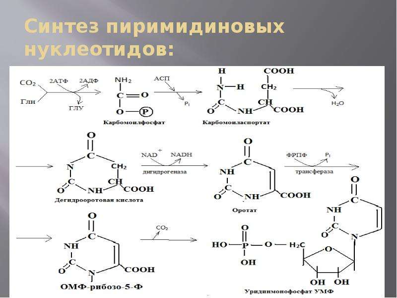 Общая схема синтеза и распада пиримидиновых нуклеотидов