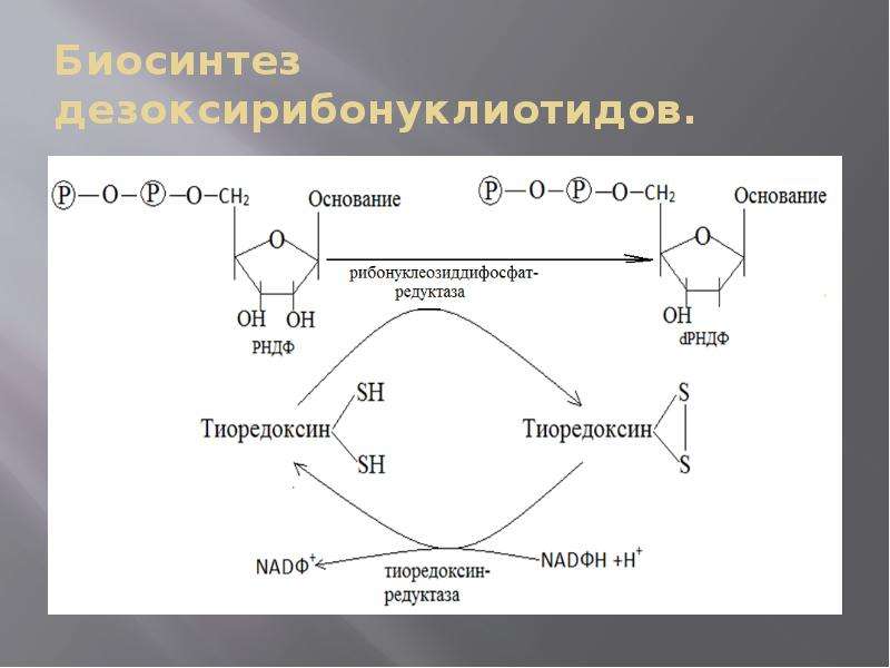 Источники нуклеотидов. Тиоредоксин. Участие нуклеотидов в метаболизме. Биосинтез дезоксирибонуклеотидов биохимия. Тиоредоксинредуктаза.