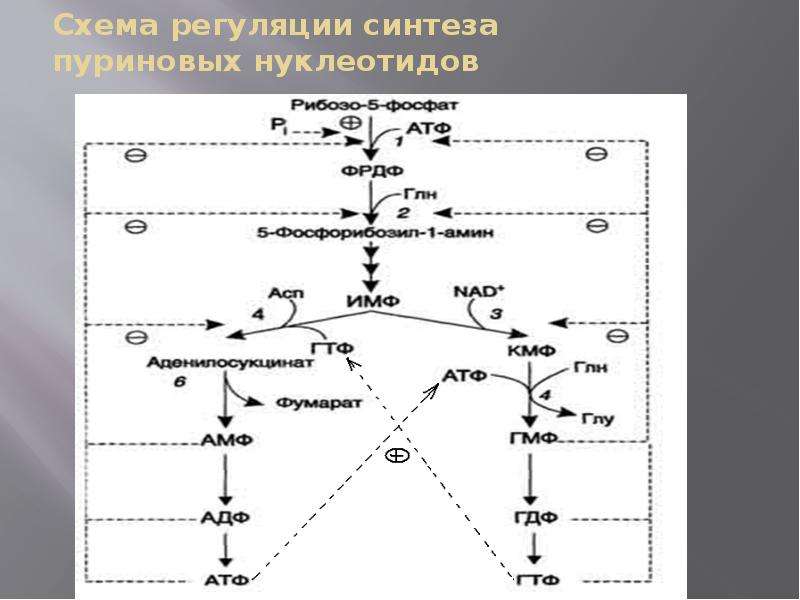 Синтез пуринов схема