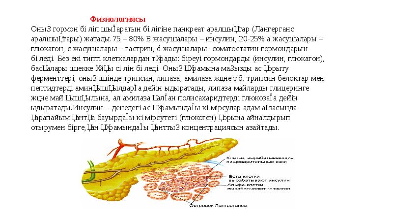 Адам анатомиясы презентация