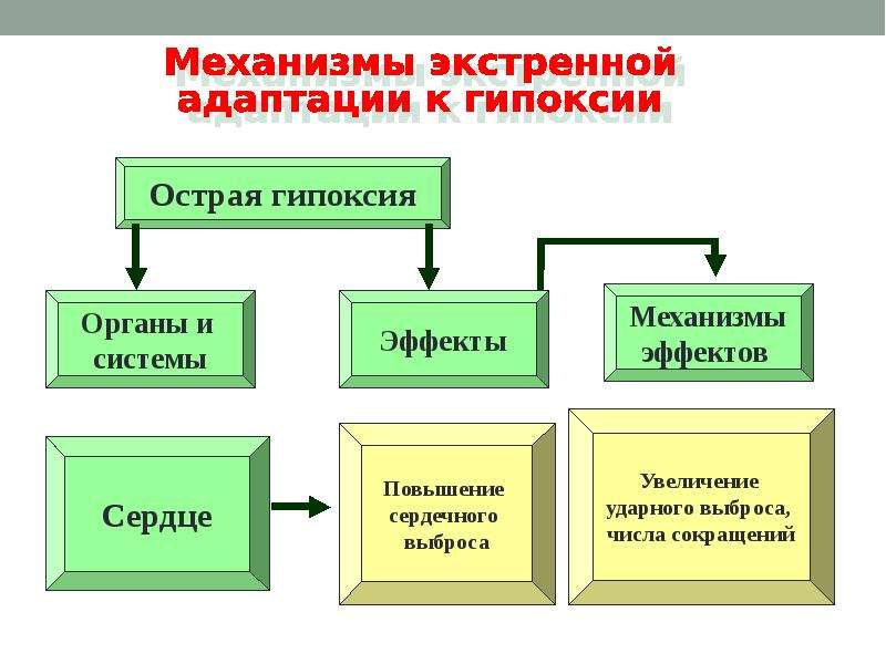 Практическая работа тема кислородное голодание 8 класс. Экстренные механизмы адаптации при гипоксии. Экстренная адаптация к гипоксии схема. Механизмы экстренной адаптации к гипоксии включает. Проявления экстренной адаптации к гипоксии.