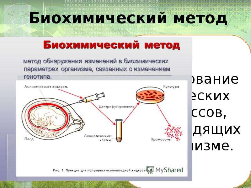 Биохимический метод исследования. Метод видеосъемки в биологии. Проект методы биологии. Инструментальный метод в биологии. Хемолюминесцентные методы в биологии.