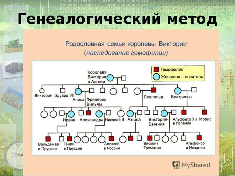 Генеалогический метод. Генеалогический метод это в биологии. Генеалогический метод исследования в биологии. Генеалогический метод изучения биологии. Метод биологии метод генеалогический.