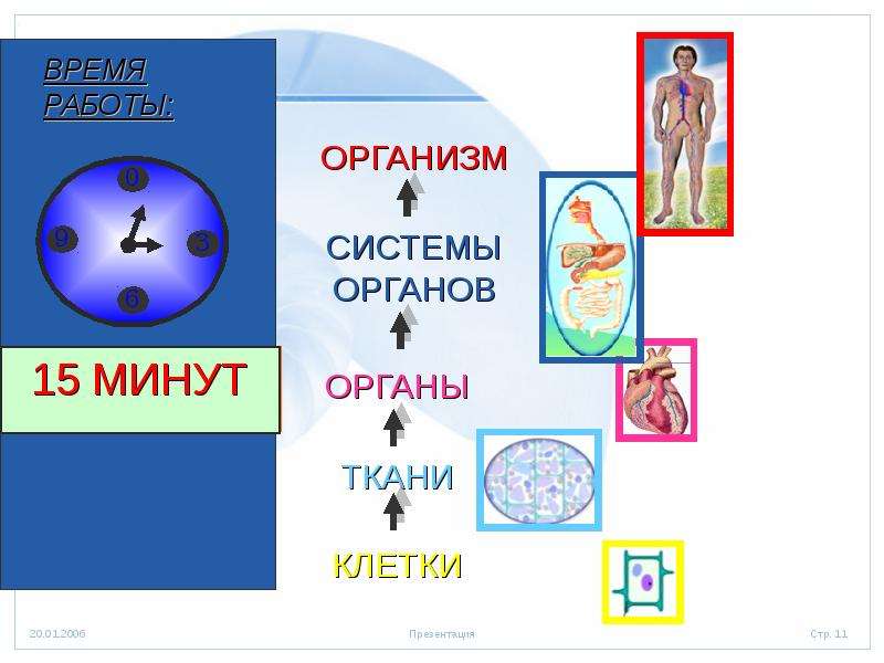 Организм единое целое презентация