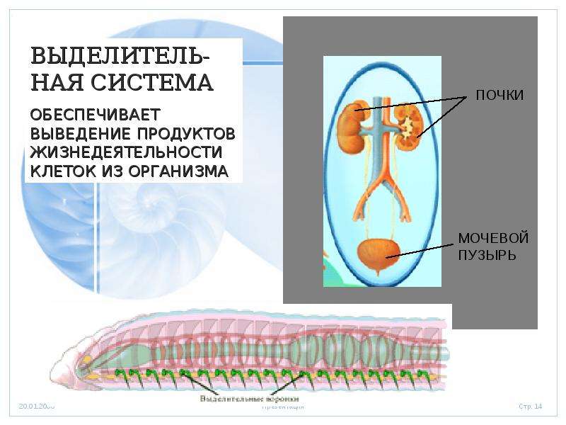 Организм единое целое презентация