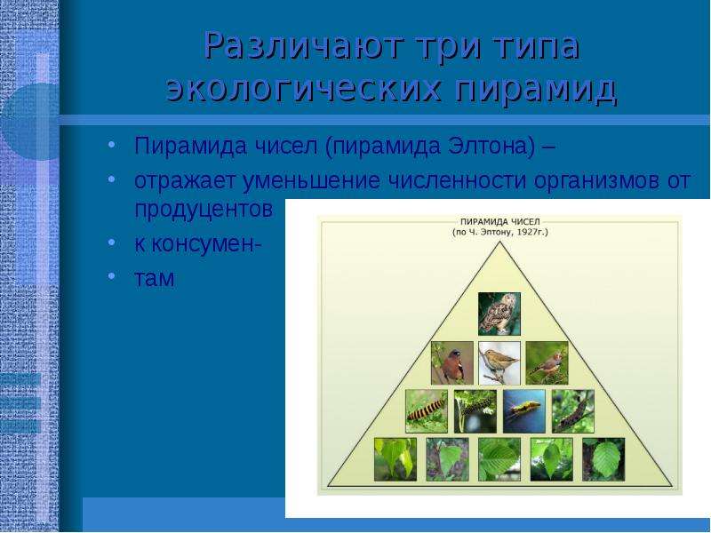 Численность организма. Экологическая пирамида Элтона. Пирамида чисел Элтона. Пирамида чисел экология. 3 Типа экологических пирамид.
