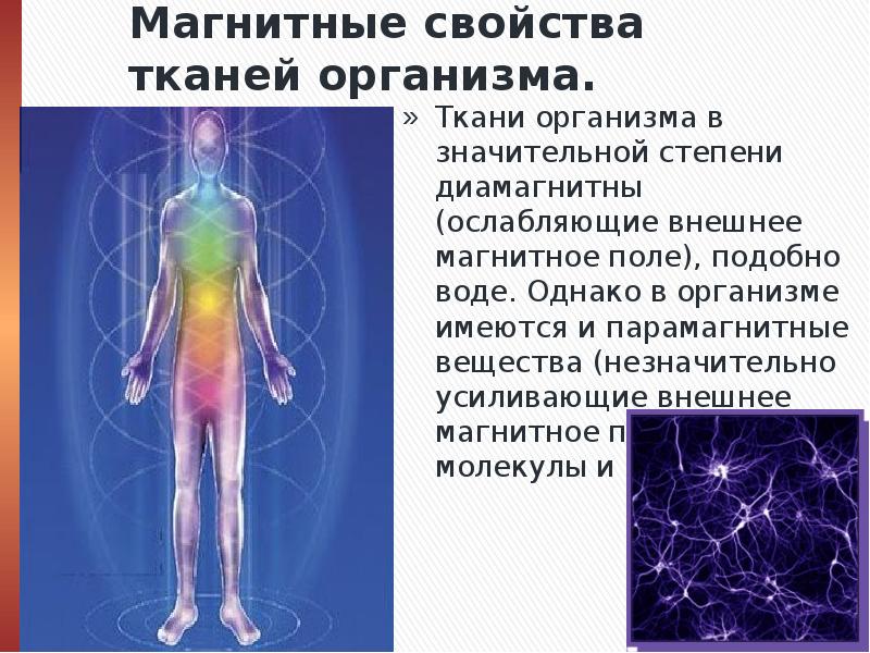 Понятие об организме