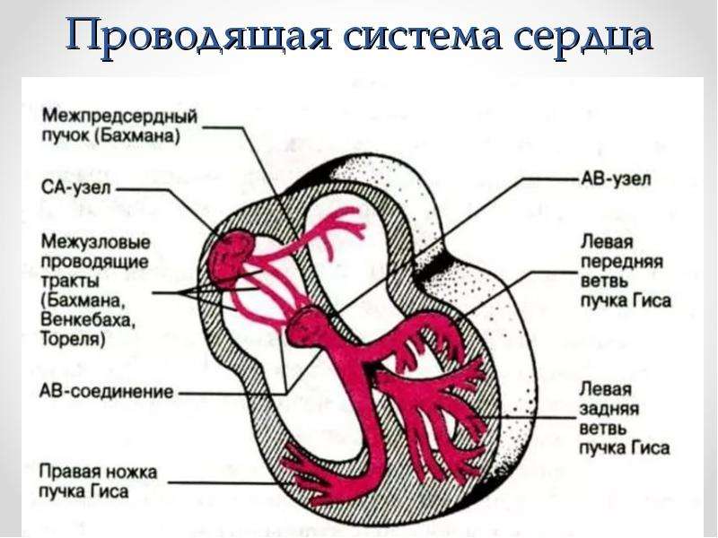 Проводить импульсы. Проводящая система сердца кровоснабжение сердца. Проводящая система сердца импульсы. Проводящая система сердца ЭКГ. Проводящие системы сердца физиология.