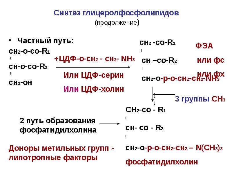 4 синтез. Синтез фосфатидилхолина из фосфатидилэтаноламина. Синтез глицерофосфолипидов фосфатидилхолина. Синтез фосфатидилхолина из ЦДФ Холина. Реакция образования фосфатидилхолина.