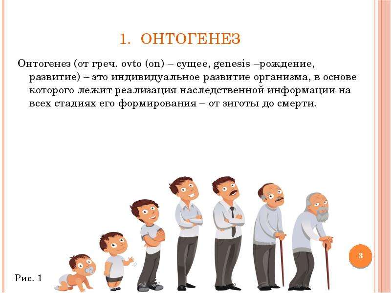 Отметь картинки у и на котор ой ых представлен ы плодный период развития человека