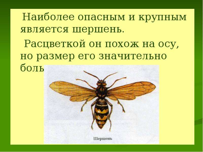 Оказание первой медицинской помощи при укусах змей и насекомых обж 6 класс презентация