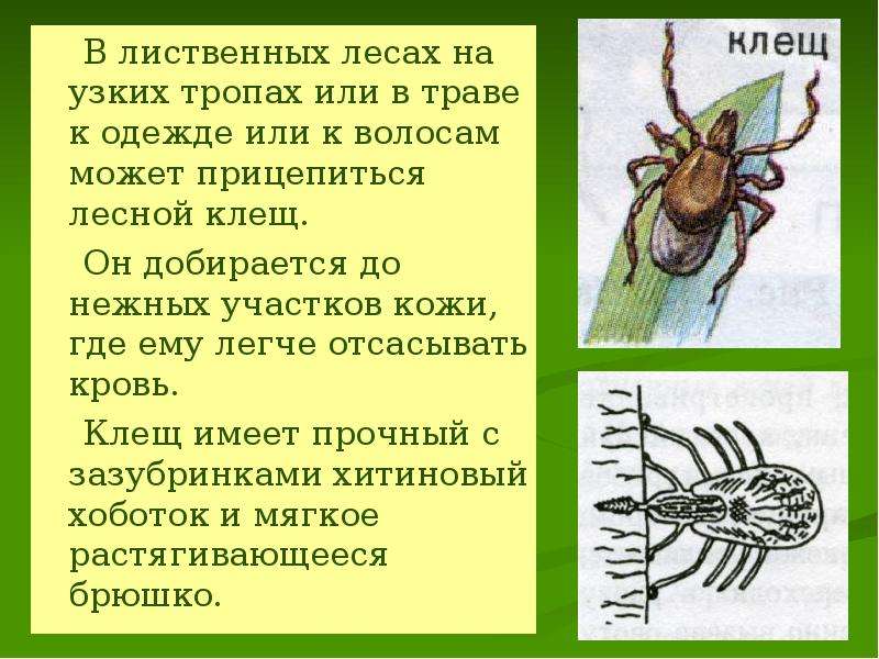 Оказание первой медицинской помощи при укусах змей и насекомых обж 6 класс презентация