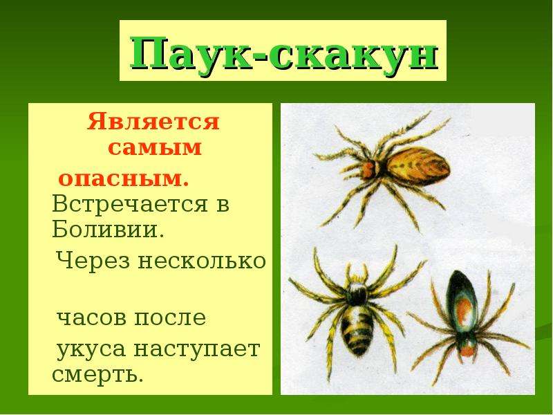 Оказание первой медицинской помощи при укусах змей и насекомых обж 6 класс презентация