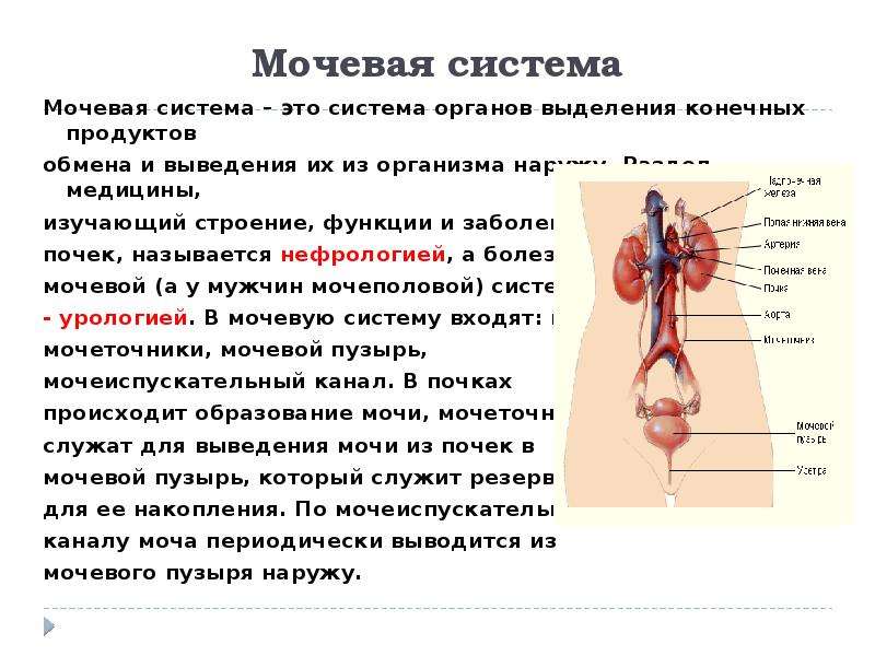 Органы выделения человека презентация