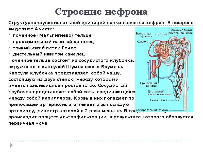 Опишите работу нефрона по следующему плану как плазма крови попадает в каналец нефрона какие кратко