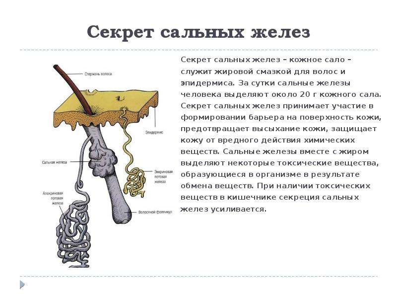 Секрет желез. Сальные железы характеристика. Состав секрета сальной железы. Секрет, выделяемый сальными железами.