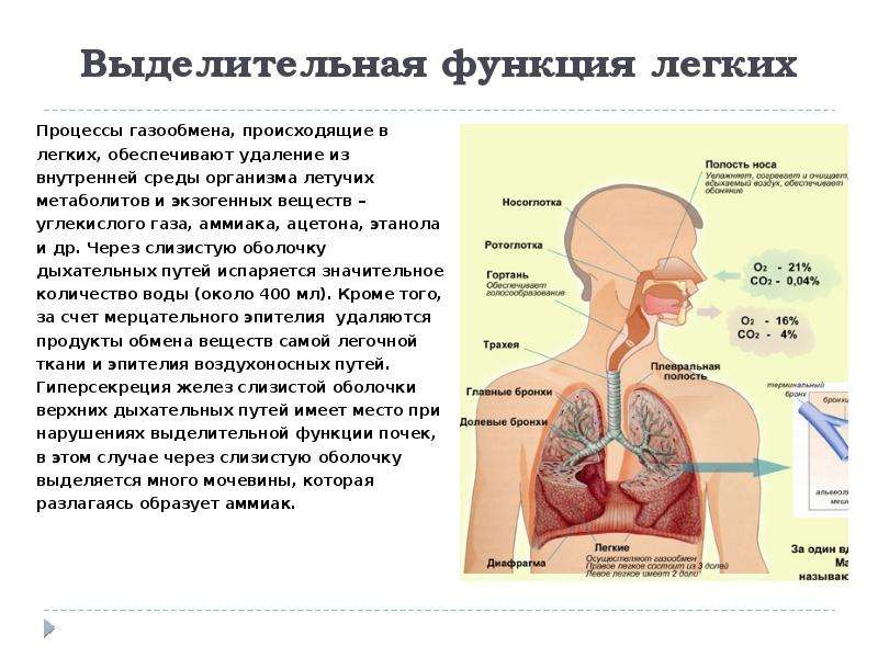 Легкое процесс. Выделительная функция легких и верхних дыхательных путей.. Легкие выделительная функция. Газообменная функция легких. Процессы происходящие при газообмене в легких.