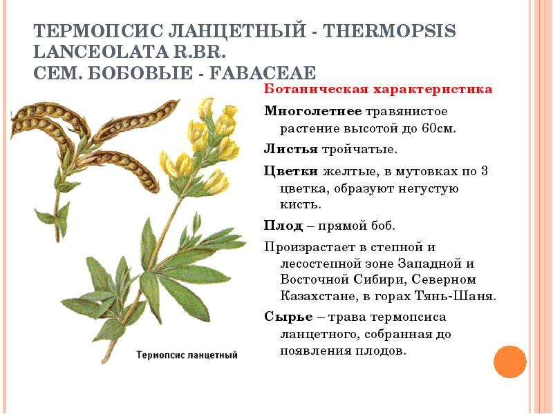 Трава термопсиса. Термопсис ланцетный гербарий. Термопсис ланцетный сырье. Термопсис ланцетный микроскопия. Термопсис ланцетный семена.