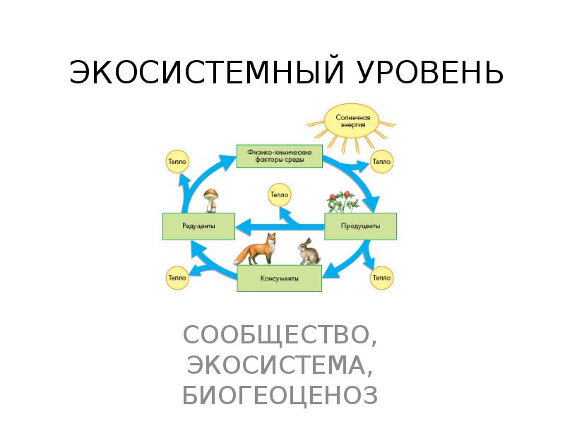 Доклад по теме Развитие экосистем