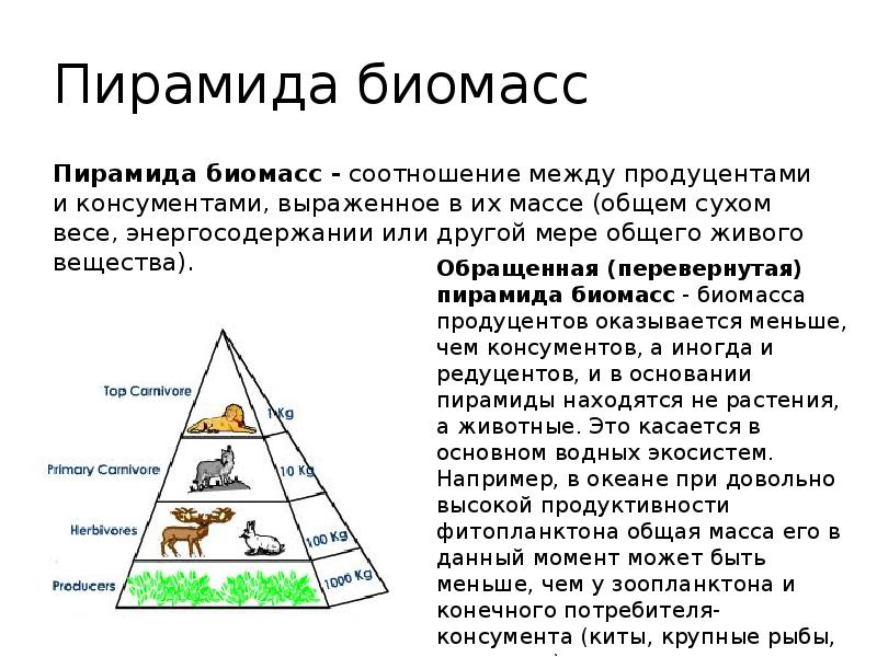 Доклад: Carnivore