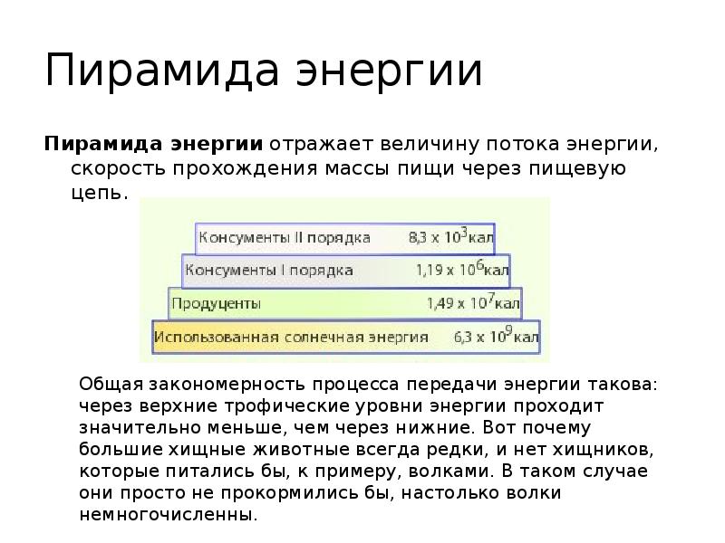 Правило пирамиды энергии