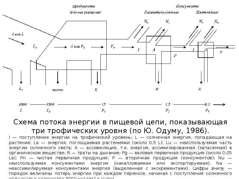 Схема потоков. Схема потоков энергии. Схема потока энергии Одум. Экология схему потока энергии. Схема по Одуму.