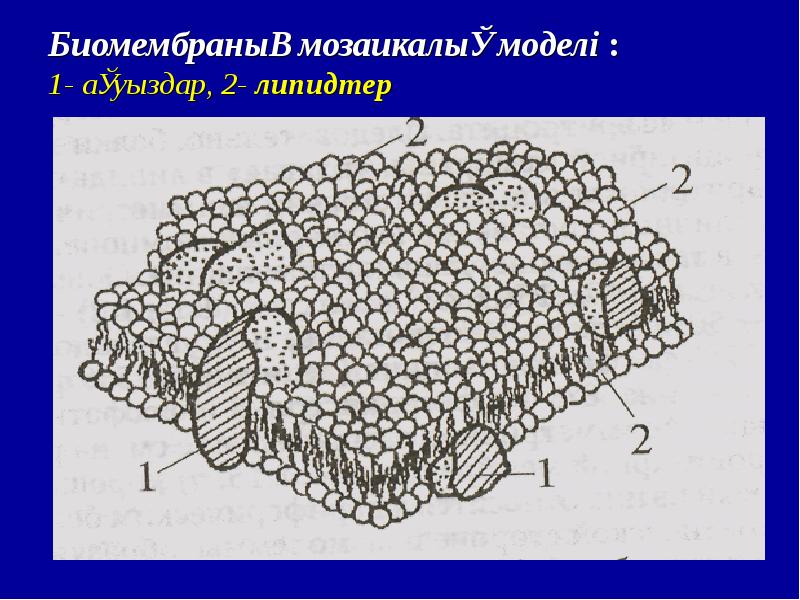 Биологиялық мембраналар презентация