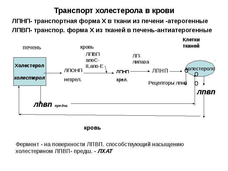 Холестерол не связанный с липопротеинами высокой плотности