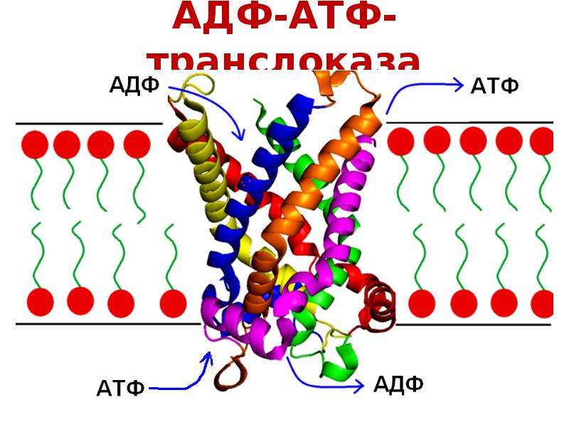 Атф и адф. АТФ транслоказы. АТФ АДФ транслоказа. Транслоказы АТФСИНТАЗА. Транслоказа это биохимия.
