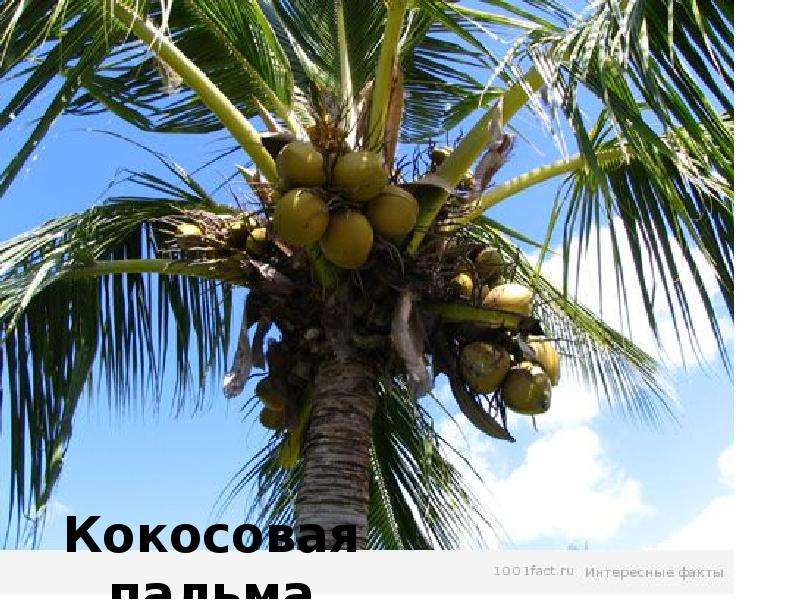 


Кокосовая пальма
